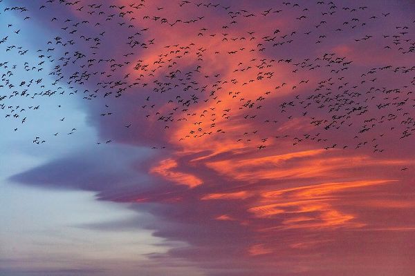 Haney, Chuck 아티스트의 Snow geese lift off with dramatic lenticular cloud sunrise sky during spring migration at Freezeout작품입니다.